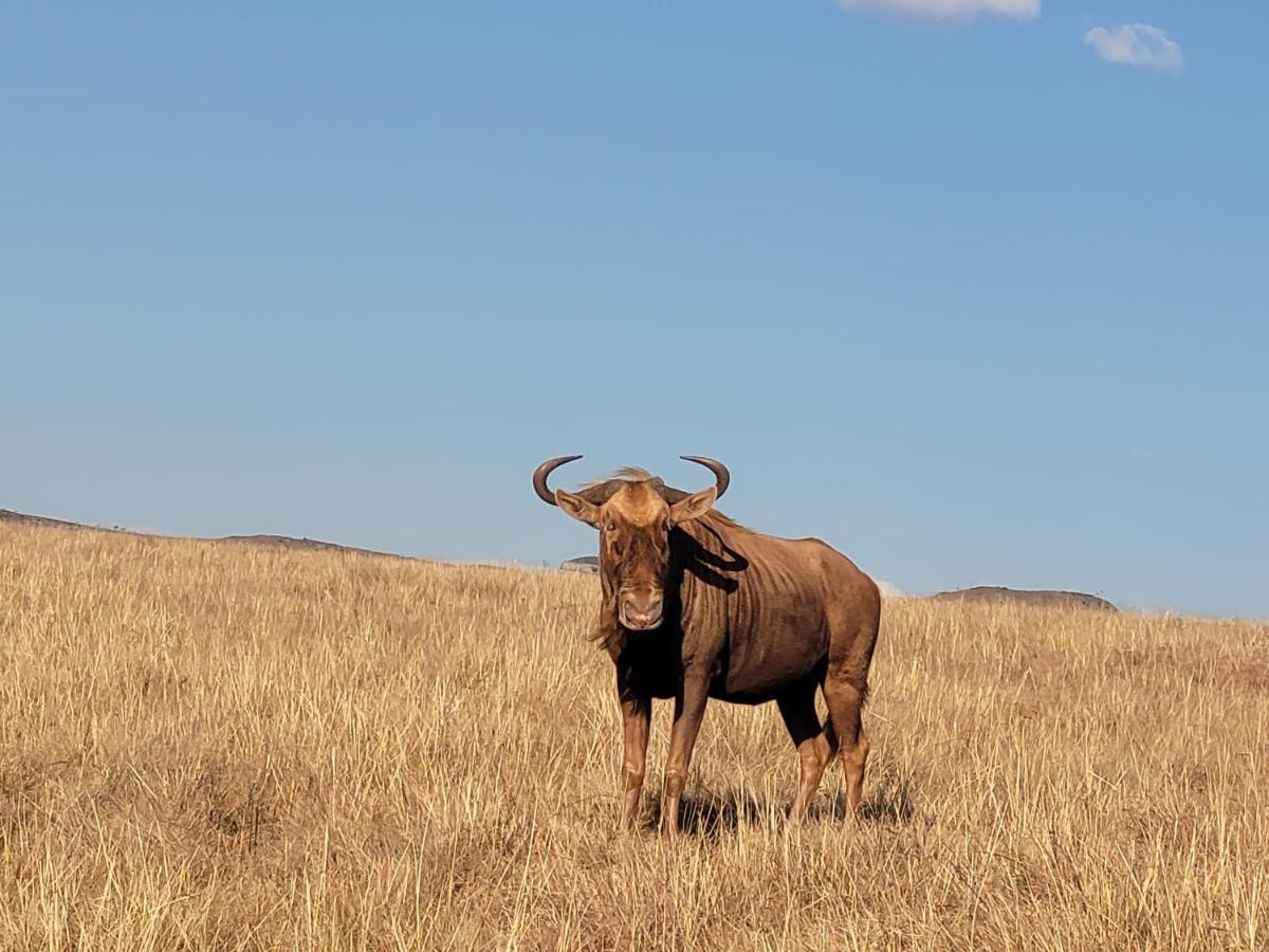 Buffalo Hills Private Game Reserve 해리스미스 외부 사진